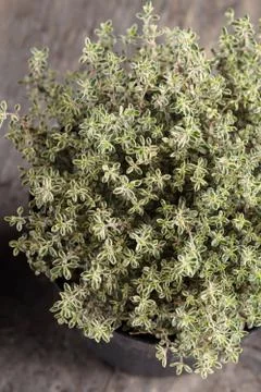 Thyme Stock Photos