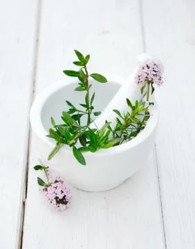 Thyme Stock Photos
