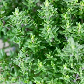 Thyme Stock Photos