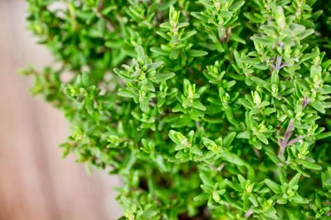 Thyme Stock Photos