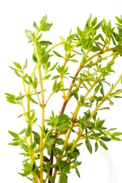 Thyme Stock Photos
