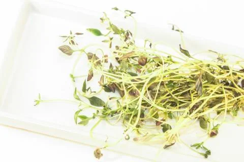 Thyme Stock Photos