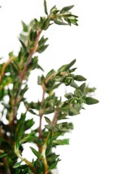 Thyme Stock Photos
