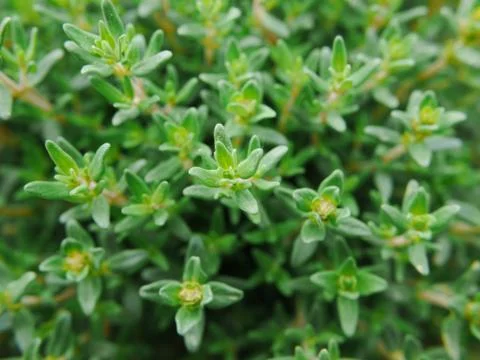 Thyme Stock Photos