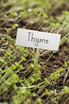 Thyme Stock Photos