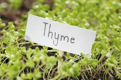 Thyme Stock Photos