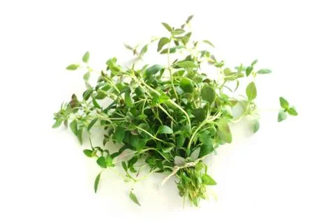 Thyme Stock Photos