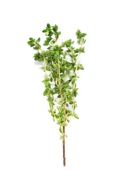 Thyme Stock Photos