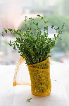 Thyme Stock Photos