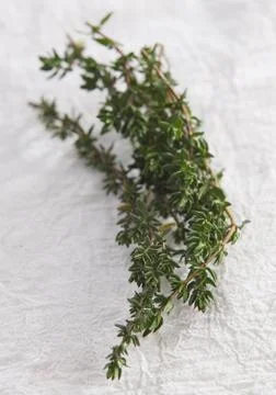 Thyme Stock Photos