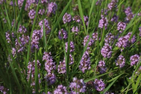 Thyme Stock-Fotos