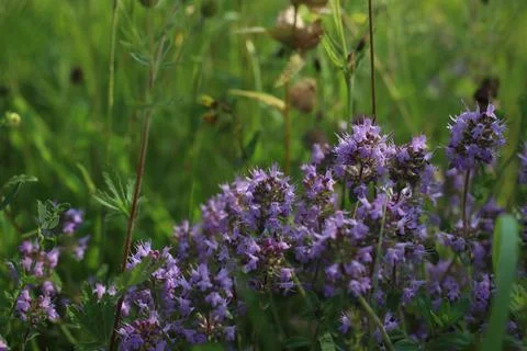 Thyme Stock Photos
