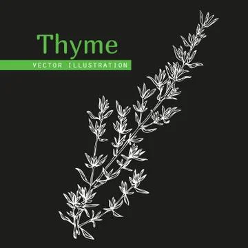 Thyme plant on black Stock Illustration