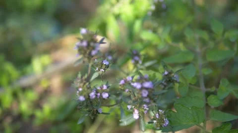 Thyme plant in bloom and seeding, close-up of thyme plant with blue flowers, 動画素材 252376598