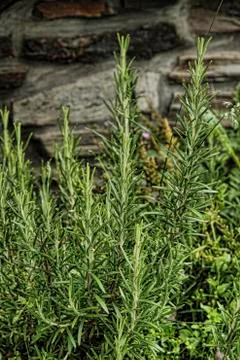 Thyme plant up close Stock Photos