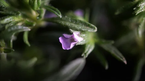 Thyme plant with flowers and leaves with green blurry background. Stock Footage