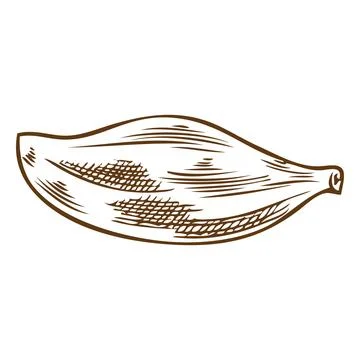 Thyme plant leaf engraved sketch, vector hand drawn fragrant herbal tea or Stock Illustration