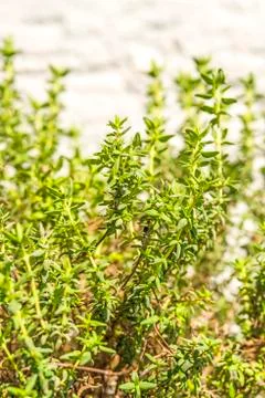 Thyme plant Stock Photos
