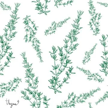 Thyme plant seamless pattern Stock Illustration