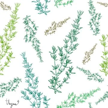 Thyme plant seamless pattern Stock Illustration