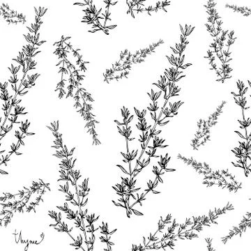 Thyme plant seamless pattern Stock Illustration