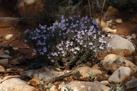 Thyme plant using focus stacking technique Stockfoto's