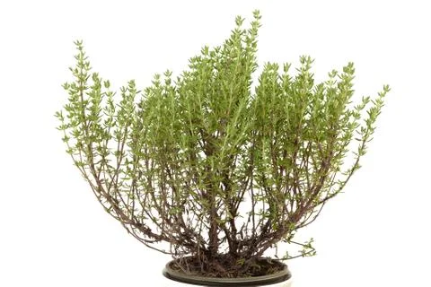 Thyme plant on white background Stock Photos