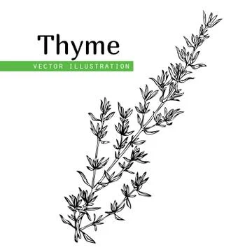 Thyme plant on white Stock Illustration