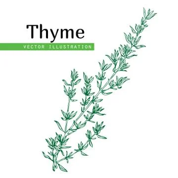 Thyme plant on white Stock Illustration