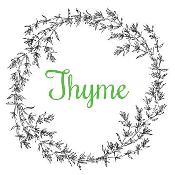 Thyme plant wrench Stock Illustration