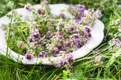Thyme on plate in summer Stock Photos