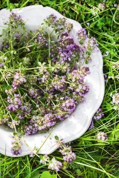 Thyme on plate in summer Foto stock
