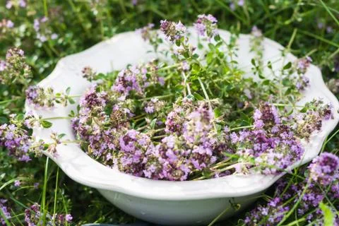 Thyme on plate in summer Stock Photos