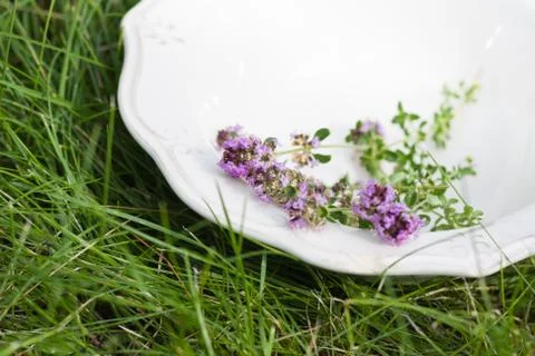 Thyme on plate in summer Stock Photos