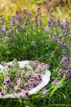 Thyme on plate in summer Foto stock