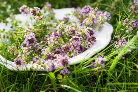 Thyme on plate in summer Stock Photos