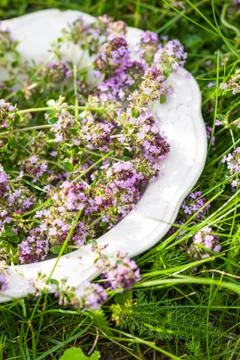 Thyme on plate in summer Stock Photos