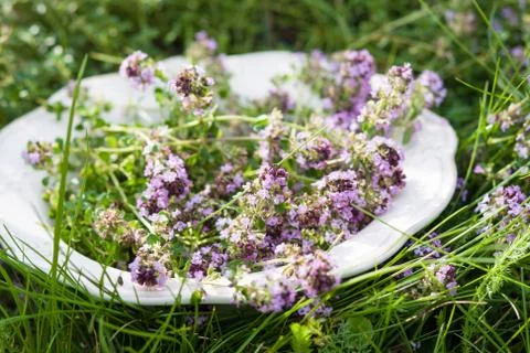 Thyme on plate in summer Foto stock