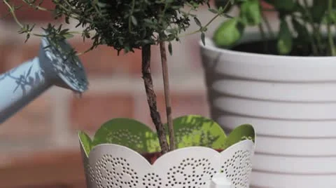 Thyme in a pot being watered with a watering can Stock-Footage 24672319