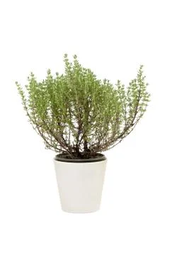 Thyme in pot Stock Photos