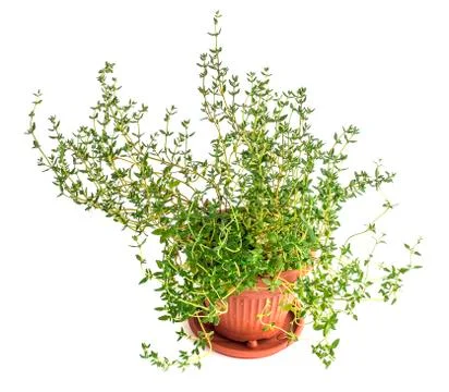 Thyme in a pot Stock Photos