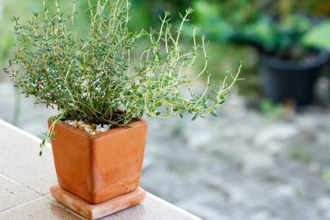 Thyme in the pot Photos