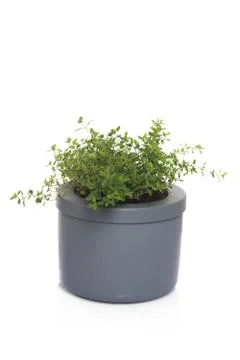 Thyme in a pot Stock Photos