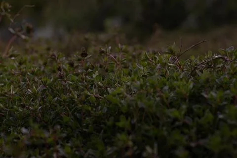 Thyme (Rosendal) Stock Photos