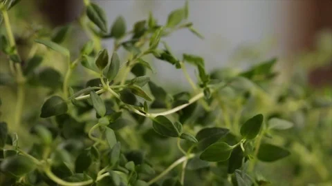 Thyme Rotates Focus is Wandering Closeup No. 3 Stock Footage 99165298
