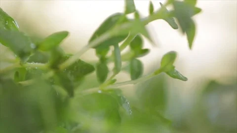 Thyme Rotates through Light and Blur Closeup No. 2 Stock Footage 99165455
