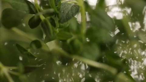 Thyme Rotates through Light and Blur Closeup No. 1 Stock Footage 99165500