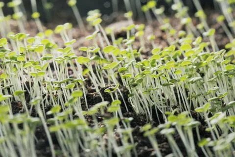 Thyme seedlings Stock Photos