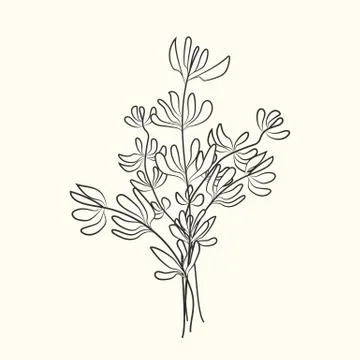 Thyme sketch isolated on white background. Hand drawn food ingredient. Stock Illustration