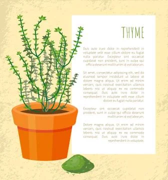 Thyme Spice, Plant Pattern, Vector Illustration Illustrazione stock
